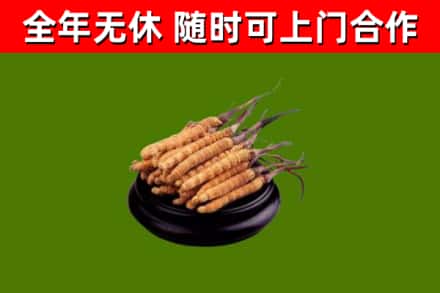 隰县回收散虫草