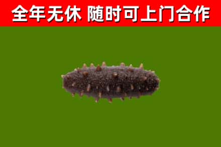 隰县回收海参干
